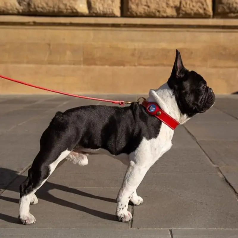 AirTag Schutzhülle - Echtleder Halsband mit AirTag-Etui – für Hund & Katze